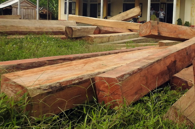 Công an Kon Tum điều tra vụ án hơn 24m3 gỗ vô chủ ở Đăk Glei ảnh 1
