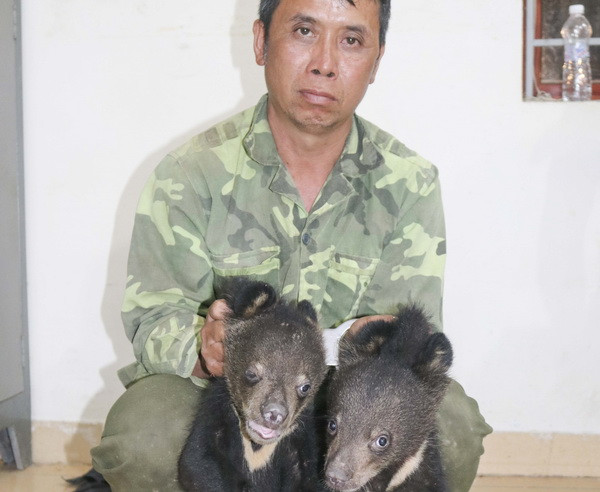 Điện Biên: Bắt kẻ vận chuyển trái phép 2 cá thể gấu ngựa hoang dã ảnh 1