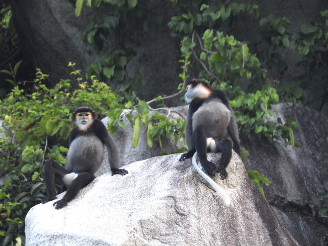 Cấp thiết bảo tồn loài và sinh cảnh Chà vá chân đen ở núi Chứa Chan ảnh 1