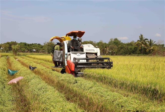 Thu hoạch lúa tại vùng sản xuất lúa chất lượng cao, đủ điều kiện xuất khẩu vào thị trường EU của Tập Đoàn Lộc Trời ở huyện Định Quán, tỉnh Đồng Nai. (Ảnh: Phạm Hậu/TTXVN) Gạo Việt Nam ngày càng khẳng định vị thế trên thị trường thế giới ảnh 1