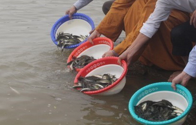 Việt-Trung thả 43 triệu con cá giống để bảo tồn thủy sản Vịnh Bắc Bộ ảnh 1