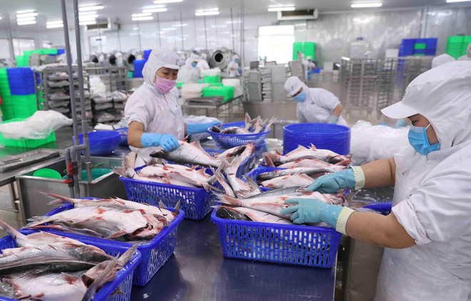 Chế biến cá tra xuất khẩu. (Nguồn: Vũ Sinh/TTXVN) Nhìn lại 1 năm thực hiện Nghị quyết 128/NQ-CP: Bước chuyển chiến lược ảnh 3