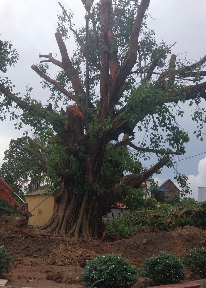 ttxvn_cay bo de di san hai duong (1).jpg