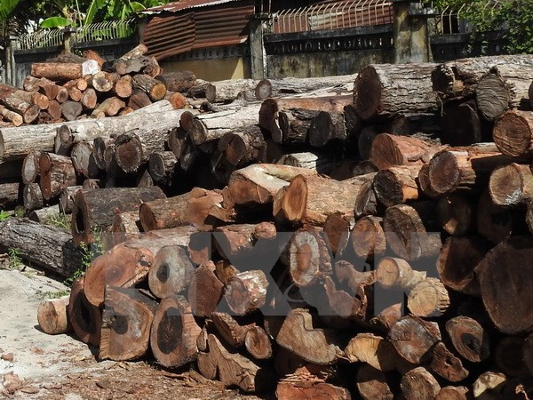 Đắk Nông: Đình chỉ công tác 4 cán bộ kiểm lâm vụ cất giấu gỗ lậu ảnh 1