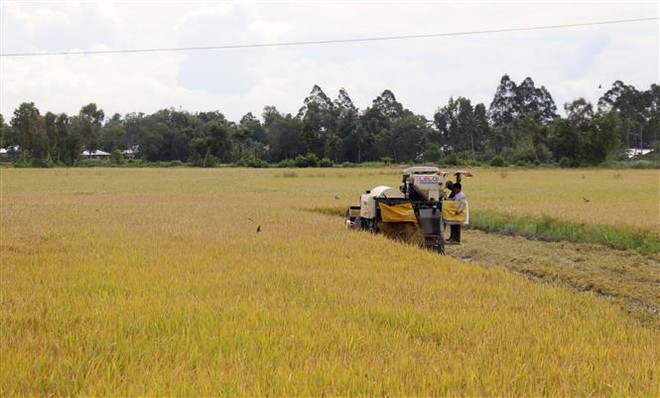 Thu hoạch lúa Hè Thu ở xã Định Hòa, huyện Gò Quao, Kiên Giang. (Ảnh: Lê Huy Hải/TTXVN) Kiên Giang: Kim ngạch xuất khẩu 7 tháng đạt hơn 500 triệu USD ảnh 1