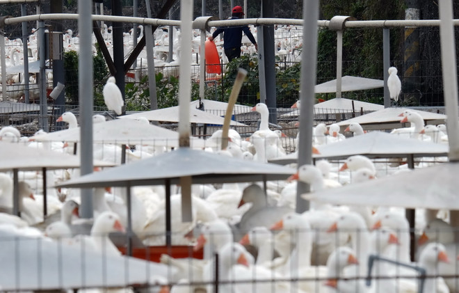 Nhiều nước châu Á và Bắc Phi ngừng nhập khẩu gia cầm Pháp ảnh 1