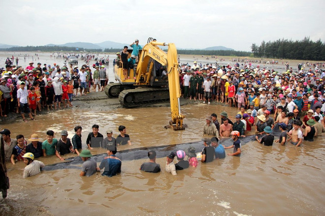 Cá voi tại Nghệ An đã được giải cứu trong tình trạng sức khỏe yếu ảnh 1