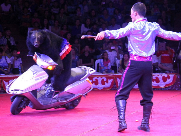 Chương trình xiếc đặc biệt phục vụ cộng đồng người Việt tại Lào ảnh 1