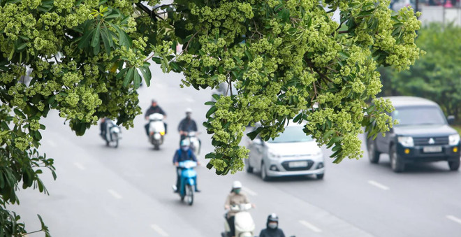 Hà Nội: Đề xuất di dời 80 cây hoa sữa vì mùi hương quá nồng ảnh 1