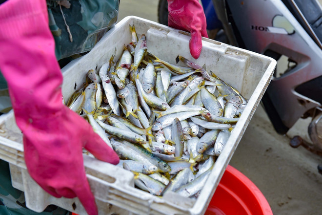Giá cá trích tăng cao, ngư dân phấn khởi thu tiền triệu mỗi ngày ảnh 1