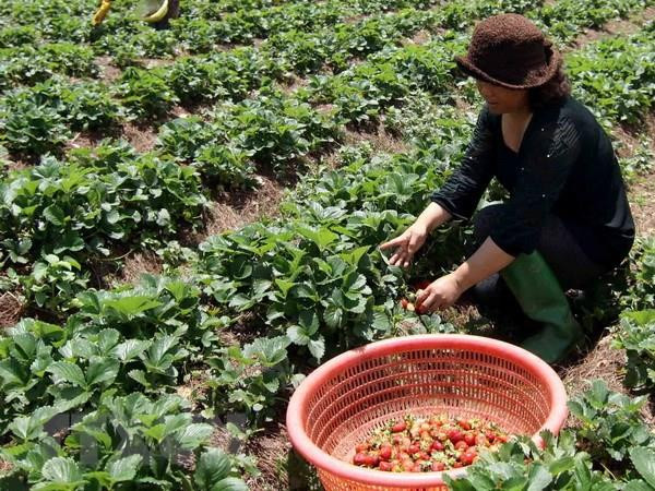 Nhu cầu mặt hàng đặc sản Đà Lạt tăng cao do nguồn cung khan hiếm ảnh 1