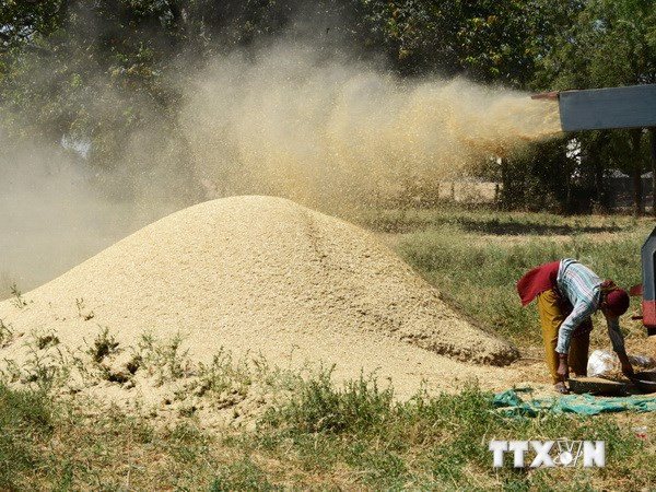 Lệnh trừng phạt Nga ảnh hưởng tới thị trường lúa mỳ thế giới ảnh 1
