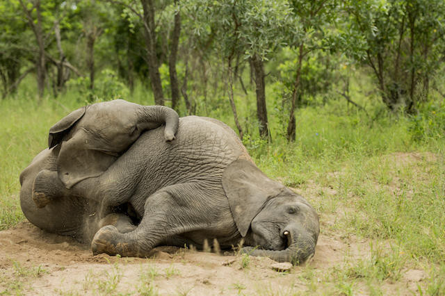 Hài hước với cảnh các chú voi "say rượu" nằm đè lên nhau ảnh 6