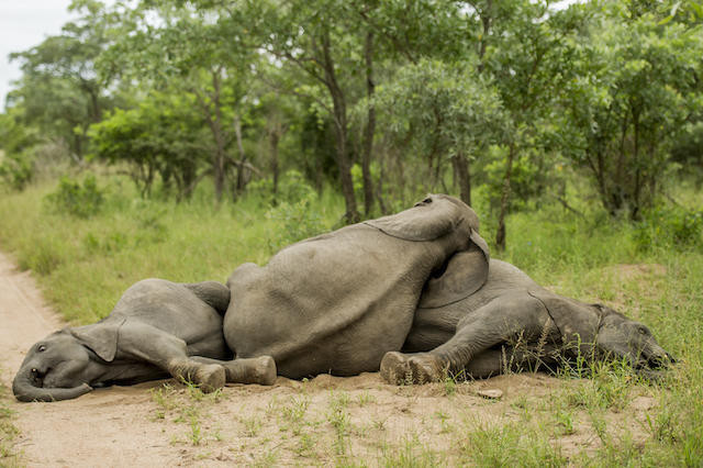 Hài hước với cảnh các chú voi "say rượu" nằm đè lên nhau ảnh 5