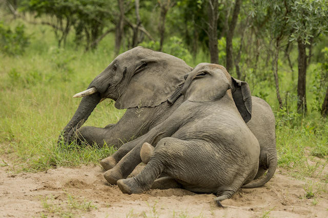 Hài hước với cảnh các chú voi "say rượu" nằm đè lên nhau ảnh 3