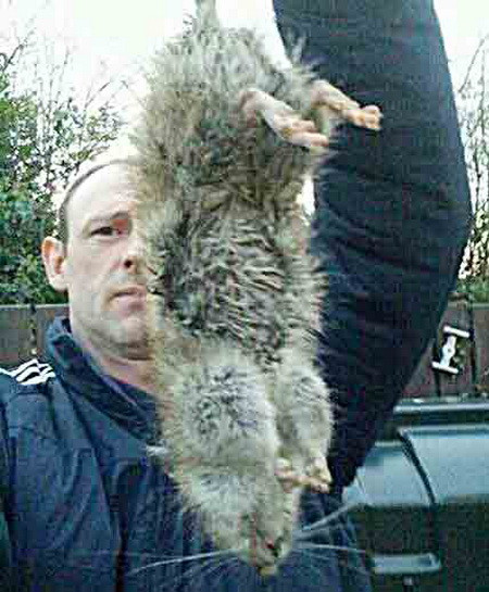 "Vua diệt chuột" sốc nặng vì chuột to gần bằng con chó nhà ảnh 2