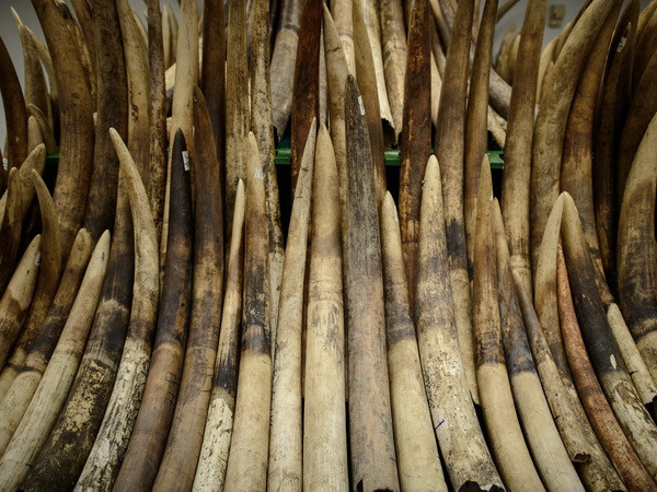 Hong Kong thu giữ lượng ngà voi lớn nhất trong 30 năm qua ảnh 1