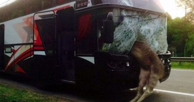 Xe buýt nát vụn phần đầu vì đâm phải con nai sừng tấm say rượu ảnh 1