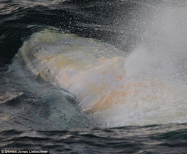 Phát hiện con cá voi lưng gù bạch tạng cực hiếm ở Australia ảnh 4