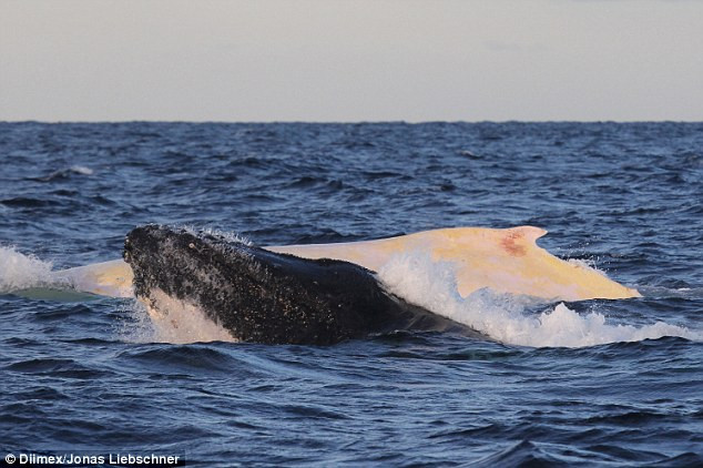 Phát hiện con cá voi lưng gù bạch tạng cực hiếm ở Australia ảnh 2