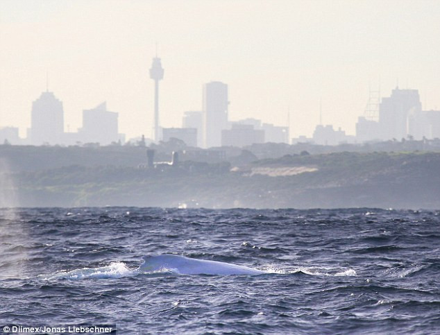 Phát hiện con cá voi lưng gù bạch tạng cực hiếm ở Australia ảnh 3