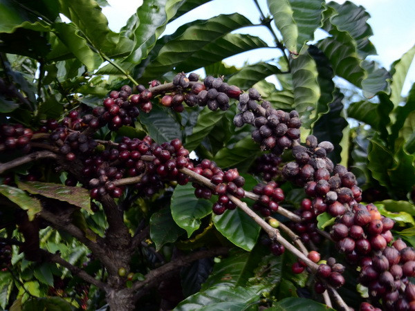 Nông dân Bà Rịa-Vũng Tàu đua nhau chặt càphê để trồng hồ tiêu ảnh 1