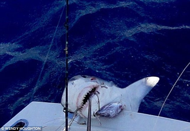 Cậu bé 12 tuổi bắt được cá mập hổ trong chuyến đi câu đầu tiên ảnh 1