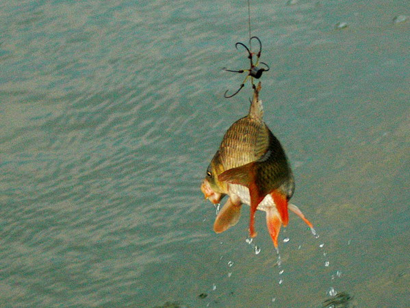 Câu cá giải trí thu hút khách du lịch đến với Cần Thơ ảnh 1