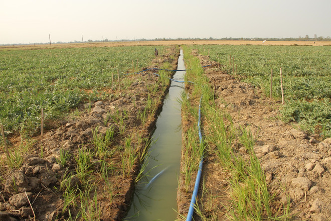 Nông dân ĐBSCL chủ động chuyển đổi sản xuất ứng phó với hạn mặn ảnh 1