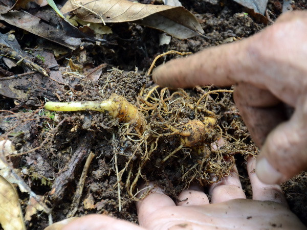 Sâm Ngọc Linh cạn nguồn giống bản địa, nhiều loại sâm lạ xuất hiện ảnh 1