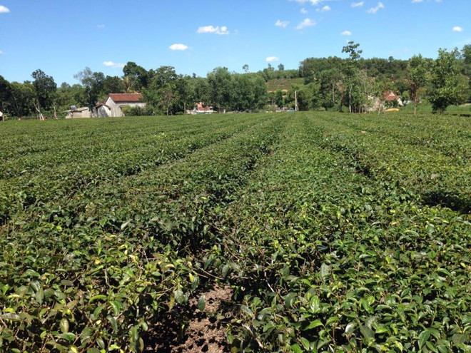 Nghệ An: Nhiều xí nghiệp chè "điêu đứng" vì giao khoán đất đai ảnh 2