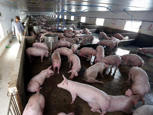 Thái Nguyên đưa ra biện pháp tháo gỡ khó khăn cho hộ chăn nuôi lợn ảnh 1