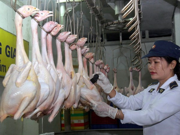 Quảng Nam xử lý nghiêm việc bơm nước, hóa chất vào gia súc ảnh 1