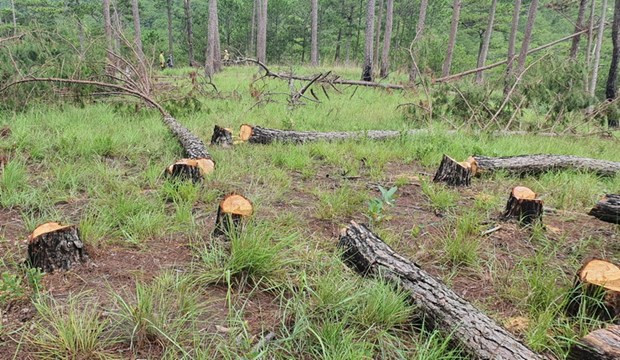 Vụ phá rừng thông quy mô lớn ở Đà Lạt: Khởi tố, bắt tạm giam 3 bị can ảnh 1