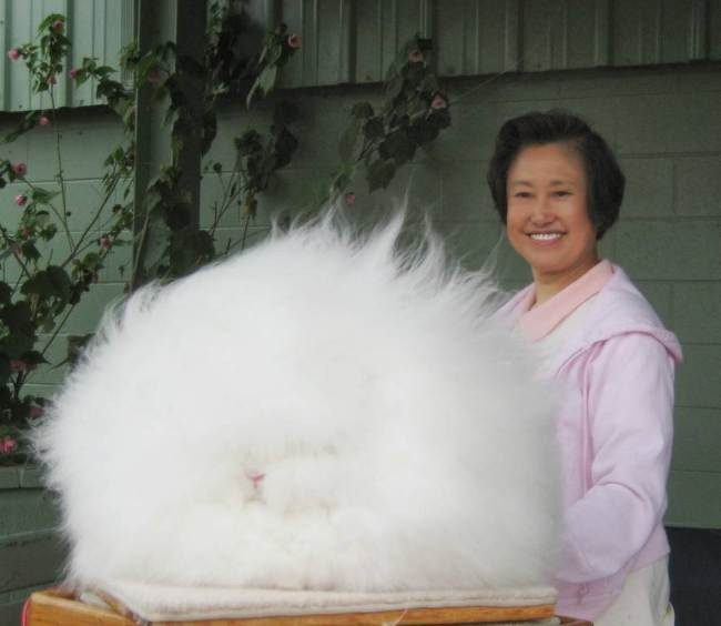 Con thỏ ngộ nghĩnh có bộ lông khác thường dài tới 26cm ảnh 1