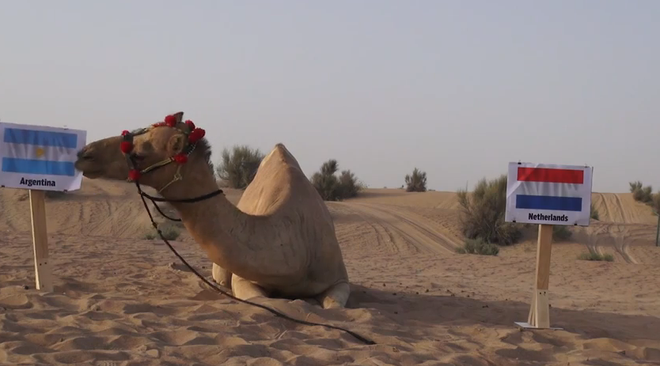 "Thảm họa tiên tri" lạc đà dự đoán đại chiến Hà Lan-Argentina ảnh 1