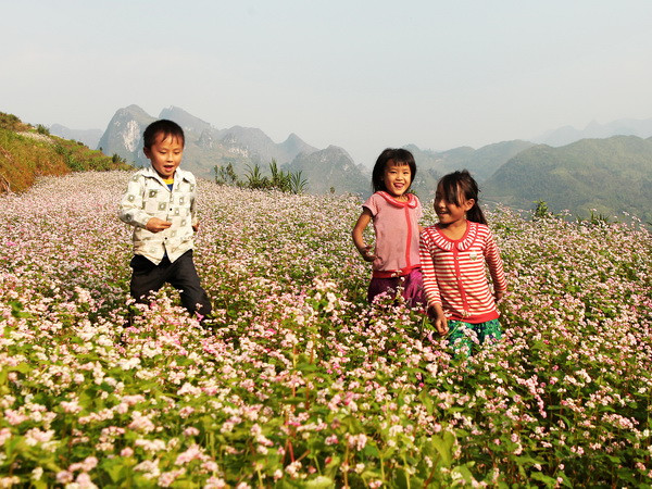 Lào Cai trồng thêm 30ha hoa tam giác mạch tạo điểm nhấn du lịch ảnh 1