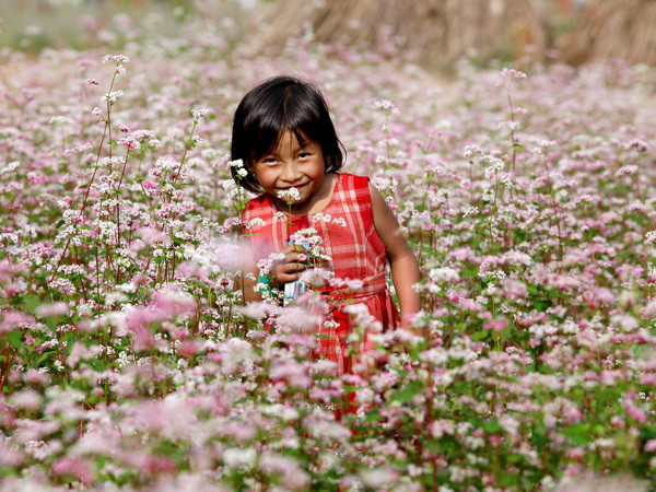 Lào Cai trồng thêm 30ha hoa tam giác mạch tạo điểm nhấn du lịch ảnh 2