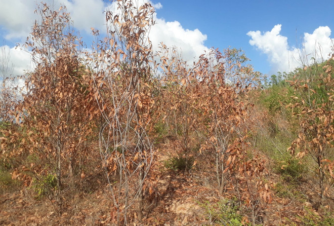 Nắng nóng gay gắt ở Trung Bộ kéo dài, nhiều nơi nguy cơ cháy rừng ảnh 1