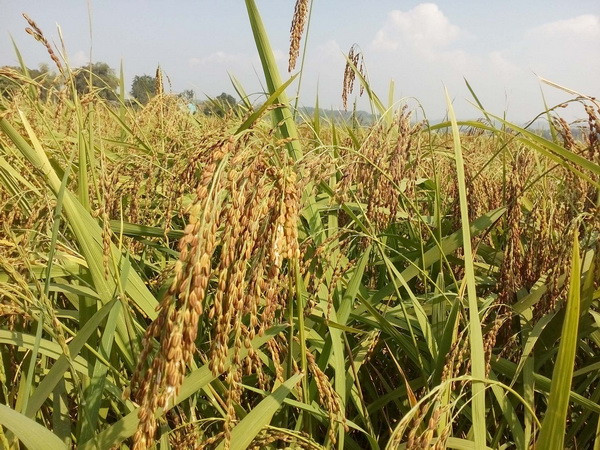 Trung Quốc đột ngột từ chối đơn hàng, giá nếp lao dốc ảnh 1