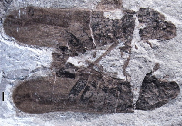 Phát hiện hóa thạch một cặp côn trùng đang giao phối ảnh 1