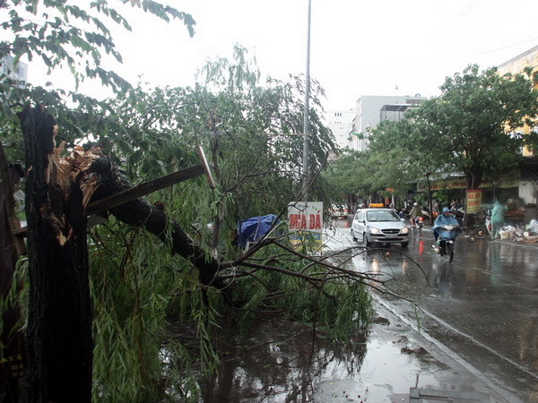 Họp HDND Hà Nội: Cử tri tiếp tục đề nghị làm rõ việc thay thế cây xanh ảnh 1