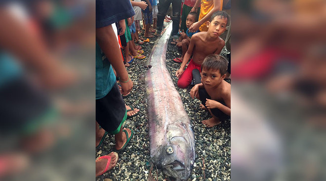 Con cá oarfish xuất hiện ở Cagayan de Oro. (Nguồn: Facebook) Người dân Philippines lo lắng khi "rồng biển" liên tục xuất hiện ảnh 1