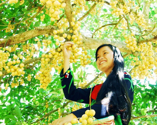 Cà Mau: Bảo tồn vườn dâu Cái Tàu để phát triển du lịch sinh thái ảnh 1