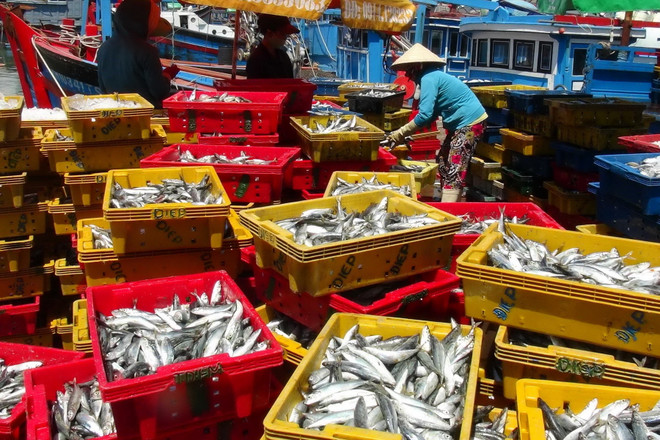 Ngư dân các tỉnh Nam Trung Bộ phấn khởi vì trúng đậm cá nục ảnh 1