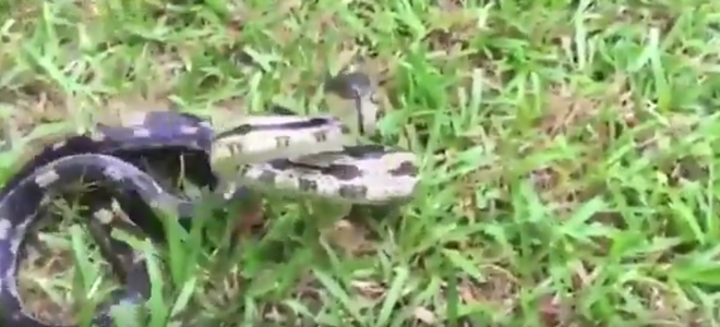 [Video] Người phụ nữ suýt trả giá đắt vì làm phiền con rắn dữ ảnh 1