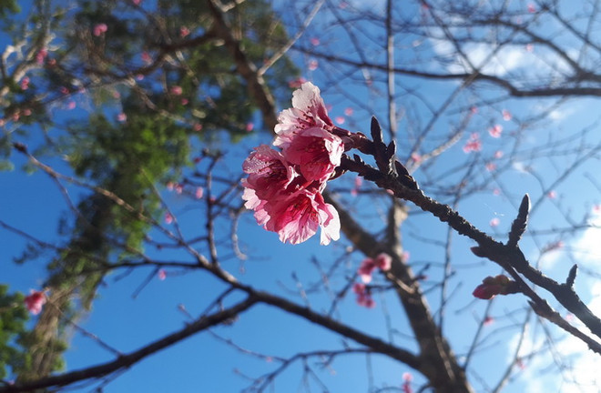 Hoa anh đào Nhật Bản sẽ khoe sắc trên quê hương Quan họ ảnh 1