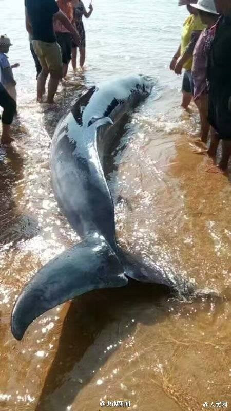 Hàng chục người dân tham gia giải cứu chú cá voi bị mắc cạn ảnh 3