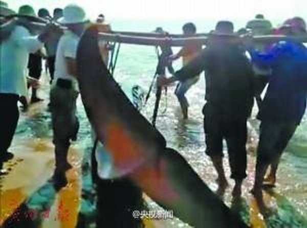 Hàng chục người dân tham gia giải cứu chú cá voi bị mắc cạn ảnh 1