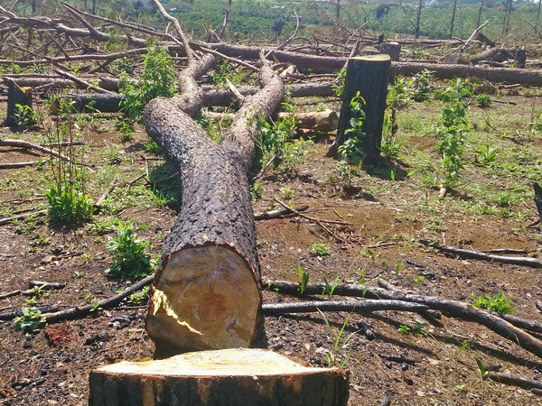 Cây thông bất ngờ đổ đè bẹp 2 ôtô và 1 xe máy ở Đà Lạt ảnh 1